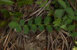 Bearded milkvetch